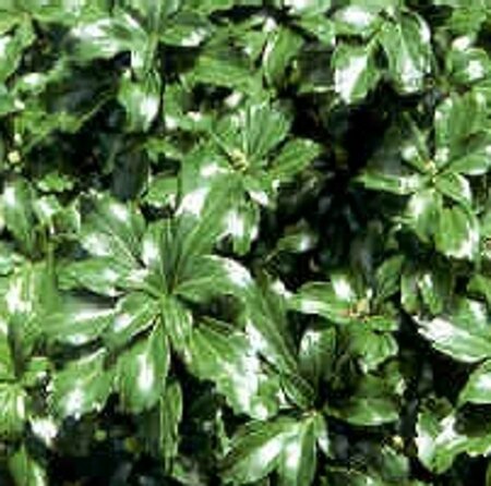 Pachysandra term. 'Green Sheen' geen maat specificatie 0,55L/P9cm - afbeelding 2