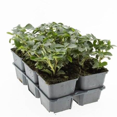 Pachysandra term. 'Green Sheen' geen maat specificatie 0,55L/P9cm - afbeelding 6