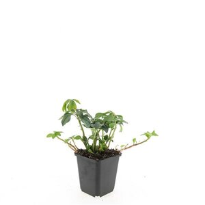 Pachysandra term. 'Green Sheen' geen maat specificatie 0,55L/P9cm - afbeelding 5