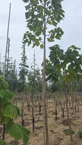 Paulownia tomentosa 18-20 Hoogstam draadkluit 3 X verplant