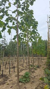 Paulownia tomentosa 20-25 Hoogstam draadkluit 3 X verplant
