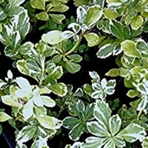Pachysandra term. 'Variegata' geen maat specificatie 0,55L/P9cm