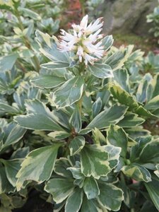Pachysandra term. 'Variegata' geen maat specificatie 0,55L/P9cm - afbeelding 5