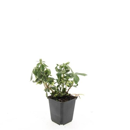 Pachysandra term. 'Variegata' geen maat specificatie 0,55L/P9cm - afbeelding 3