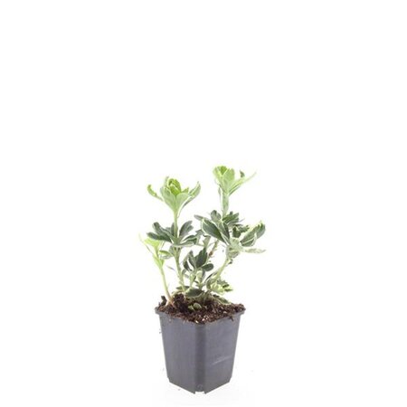 Pachysandra term. 'Variegata' geen maat specificatie 0,55L/P9cm - afbeelding 4