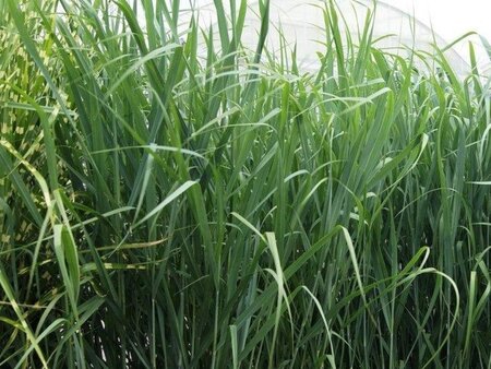 Panicum virgatum 'Cloud Nine' geen maat specificatie 0,55L/P9cm
