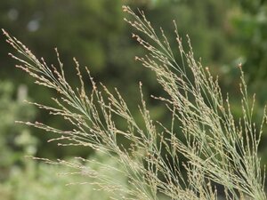 Panicum virgatum 'Dallas Blues' geen maat specificatie 0,55L/P9cm