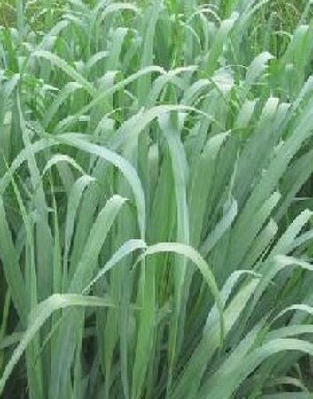 Panicum virgatum 'Dallas Blues' geen maat specificatie 0,55L/P9cm - afbeelding 4