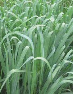Panicum virgatum 'Dallas Blues' geen maat specificatie 0,55L/P9cm - afbeelding 4
