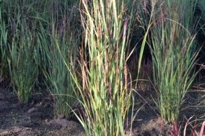 Panicum virgatum 'Heiliger Hain' geen maat specificatie 0,55L/P9cm