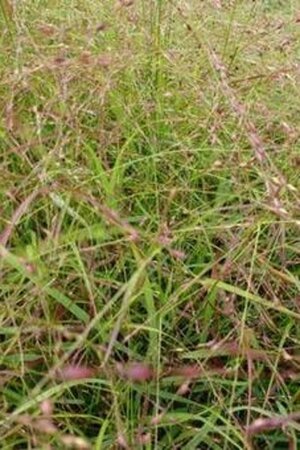 Panicum virgatum 'Hänse Herms'= 'Rotstrahlbush' geen maat specificatie 0,55L/P9cm