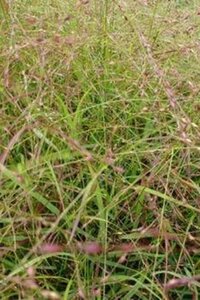Panicum virgatum 'Hänse Herms'= 'Rotstrahlbush' geen maat specificatie 0,55L/P9cm