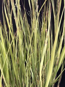 Panicum virgatum 'Heavy Metal' geen maat specificatie 0,55L/P9cm