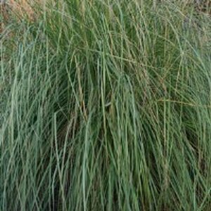 Panicum virgatum 'Heavy Metal' geen maat specificatie 0,55L/P9cm - afbeelding 6