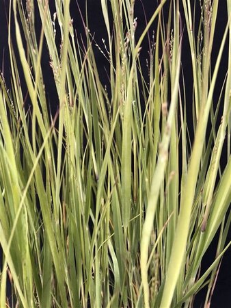 Panicum virgatum 'Heavy Metal' geen maat specificatie 0,55L/P9cm - image 1