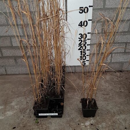 Panicum virgatum 'Heavy Metal' geen maat specificatie 0,55L/P9cm - image 6