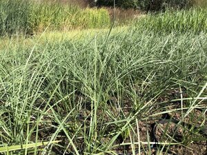 Panicum virgatum 'Northwind' geen maat specificatie 0,55L/P9cm