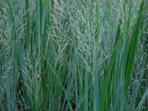 Panicum virgatum 'Northwind' geen maat specificatie 0,55L/P9cm - afbeelding 3