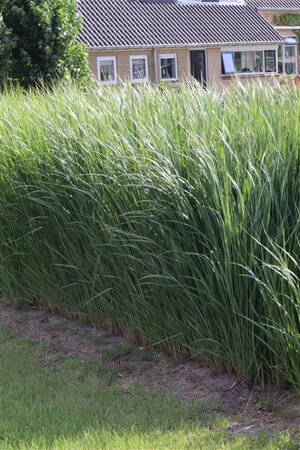 Panicum virgatum 'Northwind' geen maat specificatie 0,55L/P9cm - afbeelding 3