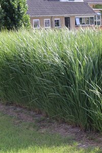 Panicum virgatum 'Northwind' geen maat specificatie 0,55L/P9cm - afbeelding 3