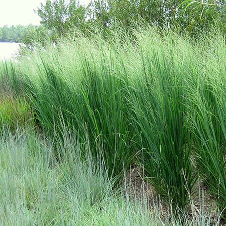 Panicum virgatum 'Northwind' geen maat specificatie 0,55L/P9cm - afbeelding 4