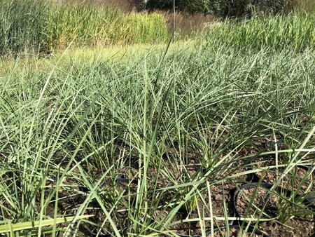 Panicum virgatum 'Northwind' geen maat specificatie 0,55L/P9cm - image 1