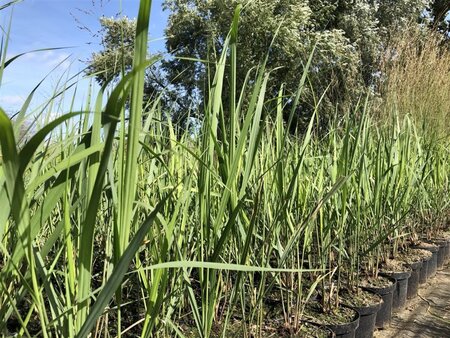 Panicum virgatum 'Northwind' geen maat specificatie 0,55L/P9cm - image 2