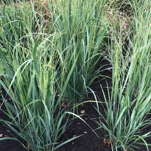 Panicum virgatum 'Northwind' geen maat specificatie 0,55L/P9cm - image 5