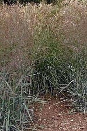Panicum virgatum 'Prairie Sky' geen maat specificatie 0,55L/P9cm - image 1