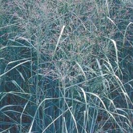 Panicum virgatum 'Prairie Sky' geen maat specificatie 0,55L/P9cm - image 2