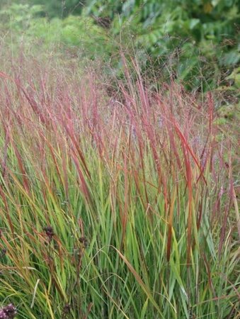 Panicum virgatum 'Rehbraun' geen maat specificatie 0,55L/P9cm - afbeelding 2
