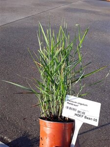 Panicum virgatum 'Rehbraun' geen maat specificatie 0,55L/P9cm - afbeelding 2