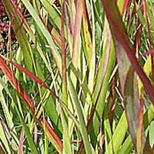 Panicum virgatum 'Rehbraun' geen maat specificatie 0,55L/P9cm - afbeelding 2