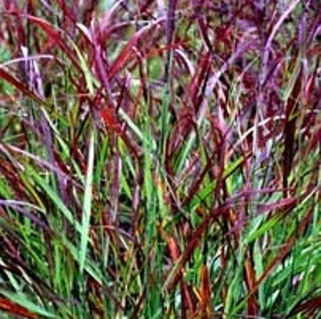 Panicum virgatum 'Rotstrahlbusch'= 'Hänse Herms'(verouderd) geen maat specificatie 0,55L/P9cm - afbeelding 3