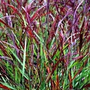 Panicum virgatum 'Rotstrahlbusch'= 'Hänse Herms'(verouderd) geen maat specificatie 0,55L/P9cm - afbeelding 3