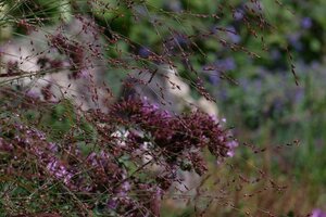 Panicum virgatum 'Rotstrahlbusch'= 'Hänse Herms'(verouderd) geen maat specificatie 0,55L/P9cm - image 2