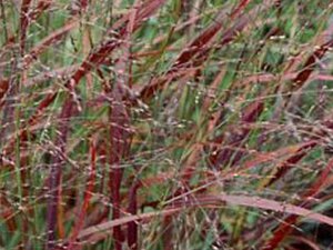 Panicum virgatum 'Sangria' geen maat specificatie 0,55L/P9cm