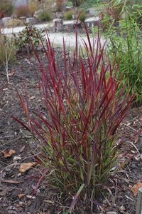 Panicum virgatum 'Sangria' geen maat specificatie 0,55L/P9cm - image 3