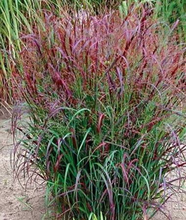 Panicum virgatum 'Squaw' geen maat specificatie 0,55L/P9cm - afbeelding 2