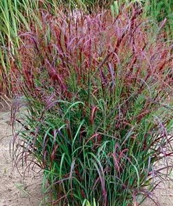 Panicum virgatum 'Squaw' geen maat specificatie 0,55L/P9cm - afbeelding 2