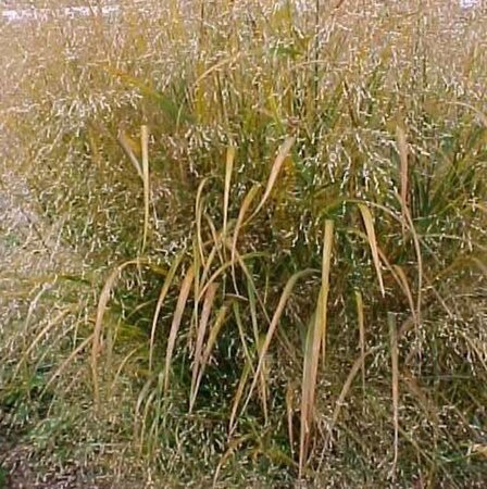 Panicum virgatum 'Squaw' geen maat specificatie 0,55L/P9cm - afbeelding 4