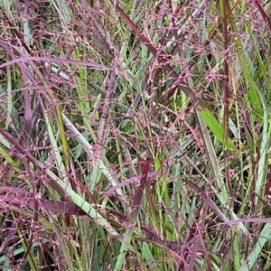 Panicum virgatum 'Squaw' geen maat specificatie 0,55L/P9cm - image 2