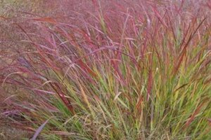 Panicum virgatum 'Squaw' geen maat specificatie 0,55L/P9cm
