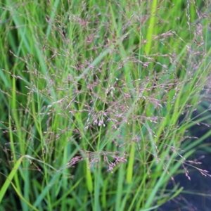 Panicum virgatum 'Squaw' geen maat specificatie 0,55L/P9cm - image 3