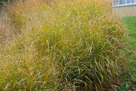 Panicum virgatum 'Strictum' geen maat specificatie 0,55L/P9cm - afbeelding 3