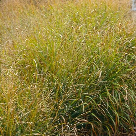 Panicum virgatum 'Strictum' geen maat specificatie 0,55L/P9cm - image 2