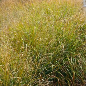 Panicum virgatum 'Strictum' geen maat specificatie 0,55L/P9cm - image 2
