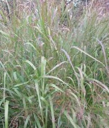 Panicum virgatum 'Warrior' geen maat specificatie 0,55L/P9cm - afbeelding 2