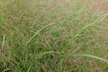 Panicum virgatum 'Warrior' geen maat specificatie 0,55L/P9cm - image 1