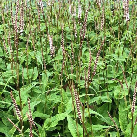 Persicaria a. Alba Junior geen maat specificatie 0,55L/P9cm - afbeelding 1